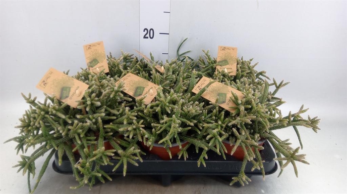 <h4>Rhipsalis baccifera subsp. horrida</h4>