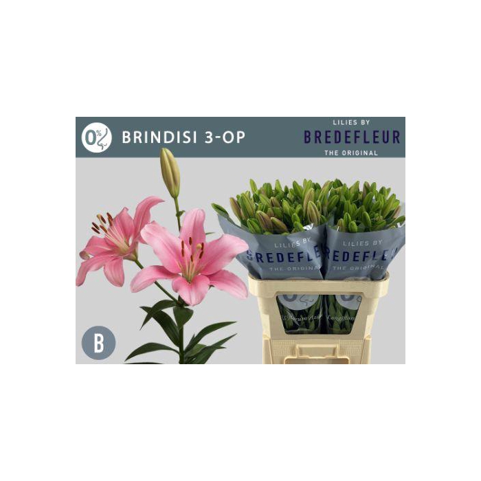 <h4>Li La Brindisi</h4>