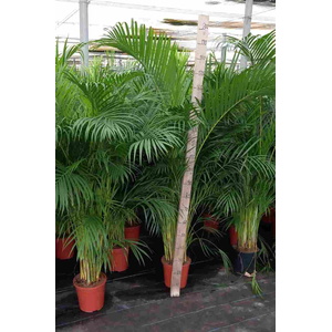 Areca catechu