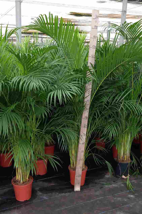 <h4>Areca catechu</h4>