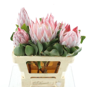 Protea Cynaroides