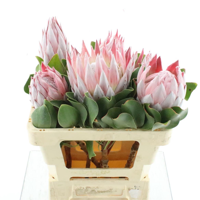 <h4>Protea Cynaroides</h4>