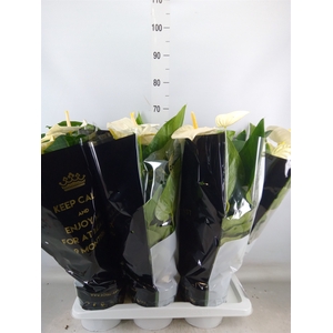 Anthurium andr. 'Alaska'