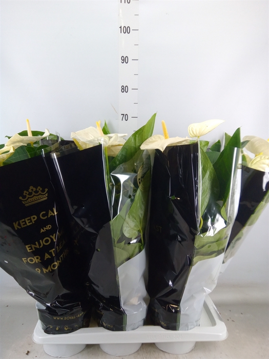 <h4>Anthurium andr. 'Alaska'</h4>