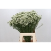 Limonium Pinna Colada