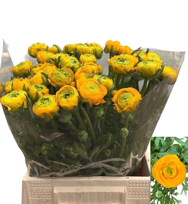 <h4>RAN AAZUR YELLOW</h4>