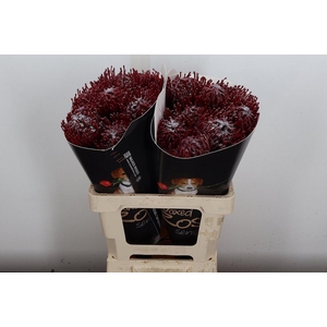 Nutan Wx Bordeaux + Parelmoer