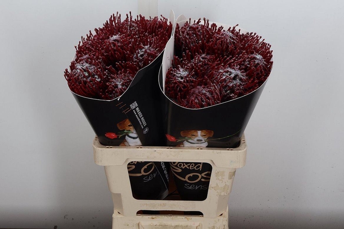 <h4>Nutan Wx Bordeaux + Parelmoer</h4>