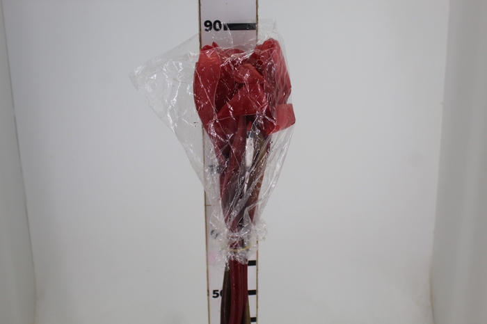 BASTAO IMPERADOR VERMELHO