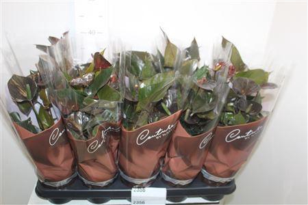 <h4>Anthu Black Love 4+</h4>