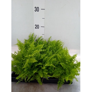 Nephrolepis exal.   ...