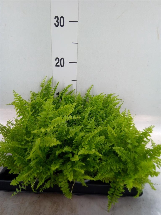 <h4>Nephrolepis exal.   ...</h4>