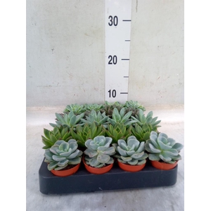 Echeveria   ...mix