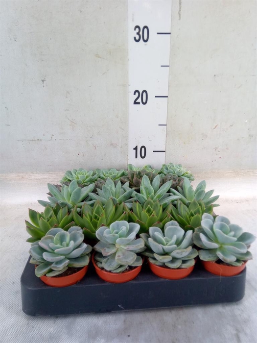 <h4>Echeveria   ...mix</h4>