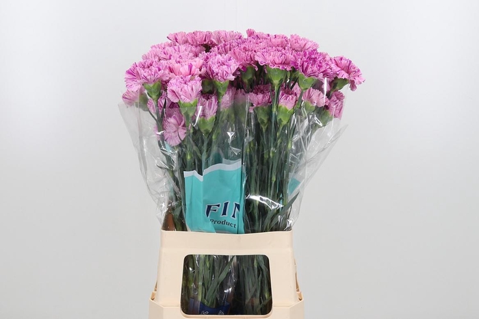 <h4>Di St Jubilee</h4>