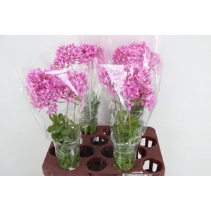 EPIDENDRUM
