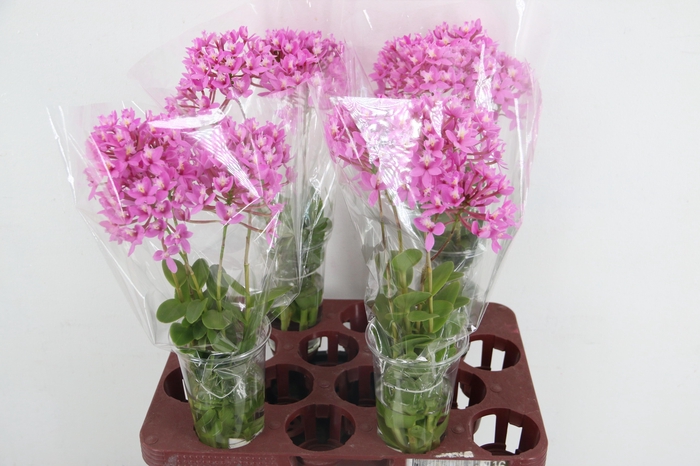 <h4>EPIDENDRUM</h4>