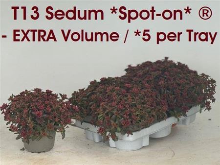 Sedum Spu Spot D Ros