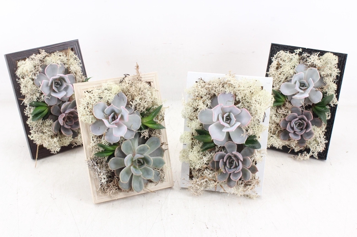 <h4>arr3 Demi - Schilderij</h4>