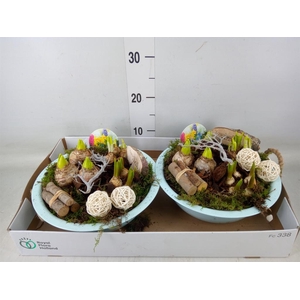 Arr.   Bol/Knolgewas L%