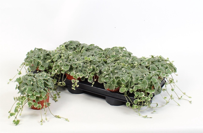 <h4>Nepeta   ...</h4>