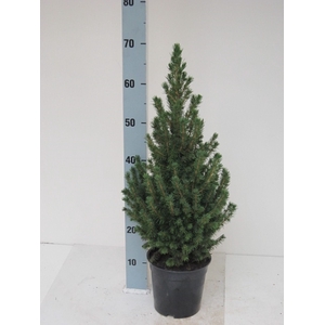 PICEA GL CONICA