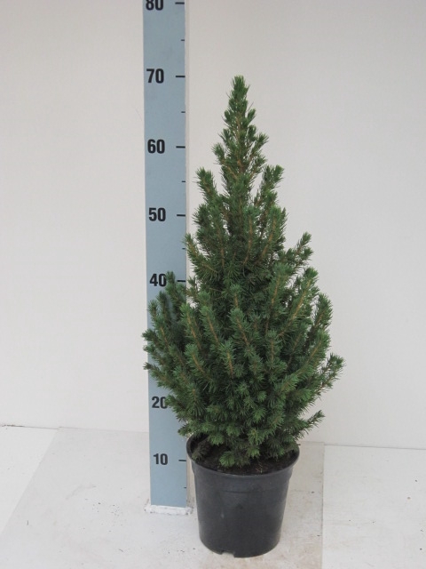 <h4>PICEA GL CONICA</h4>