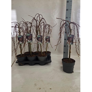 SALIX CAP KILMARNOCK