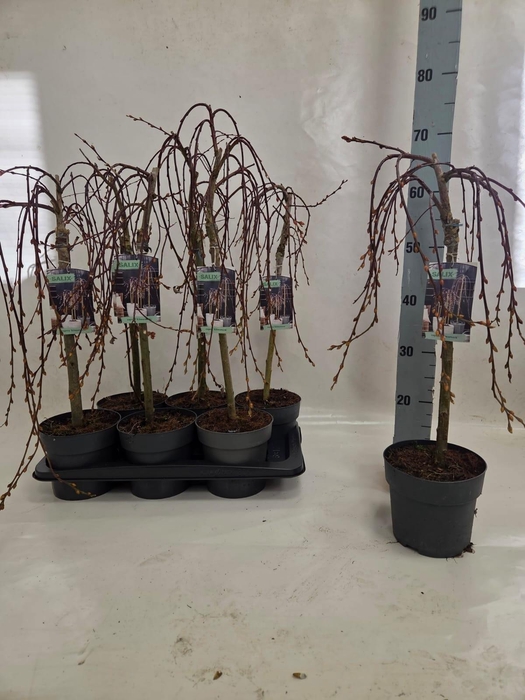 <h4>SALIX CAP KILMARNOCK</h4>