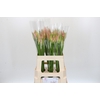 Nerine Vesta K