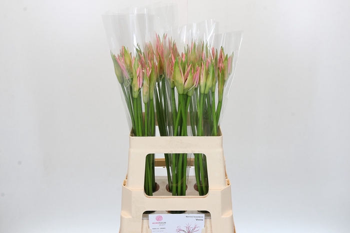 <h4>Nerine Vesta K</h4>