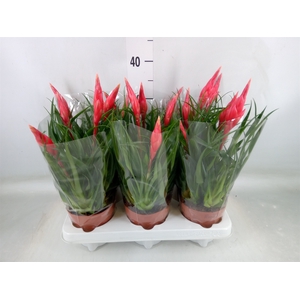 Vriesea  'Astrid'