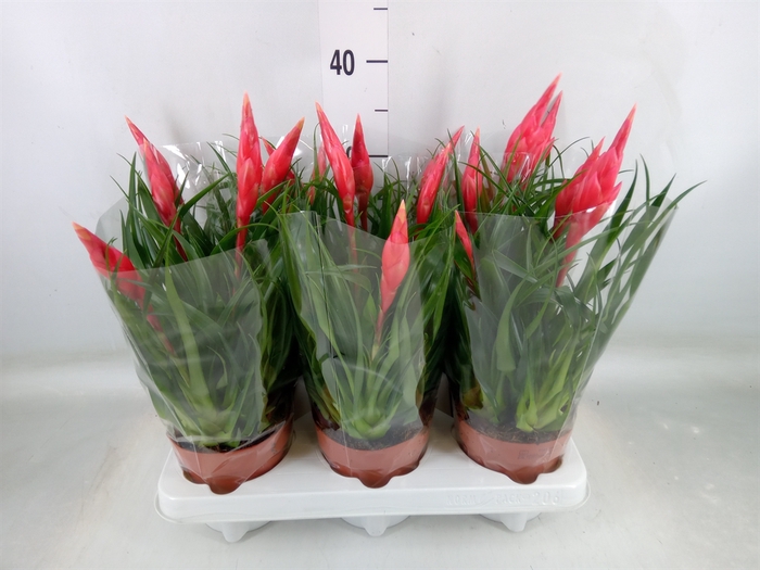 <h4>Vriesea  'Astrid'</h4>