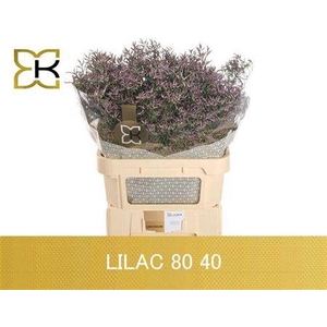 Lim Saf Lilac