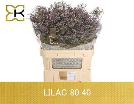 <h4>Lim Saf Lilac</h4>
