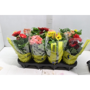 GERBERA P14 MIN 4 FLS