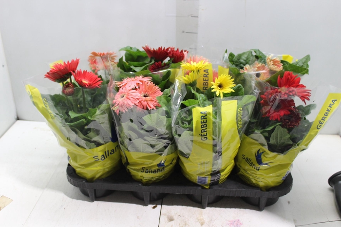<h4>GERBERA P14 MIN 4 FLS</h4>