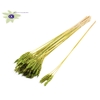 Triticum 3pc/Tuft Light Green