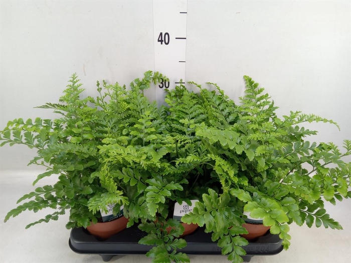 <h4>Asplenium  'Parvati'</h4>