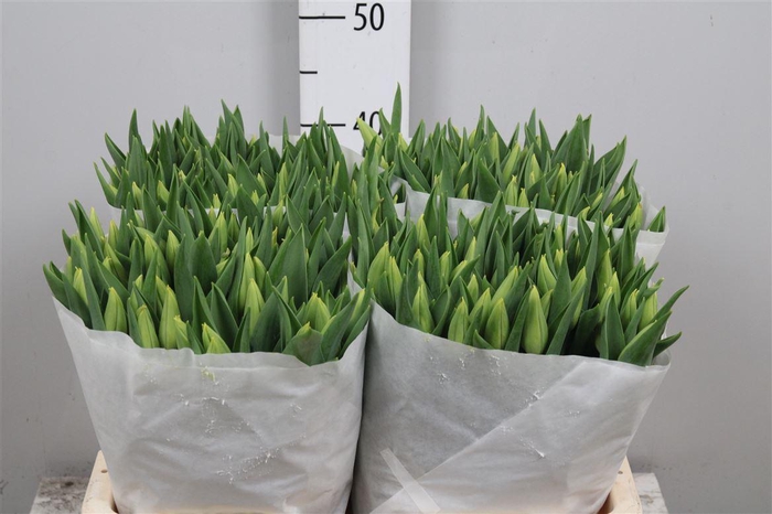 <h4>Tu En Strong Gold</h4>