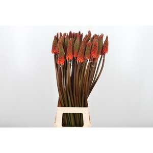 Kniphofia Alcazar