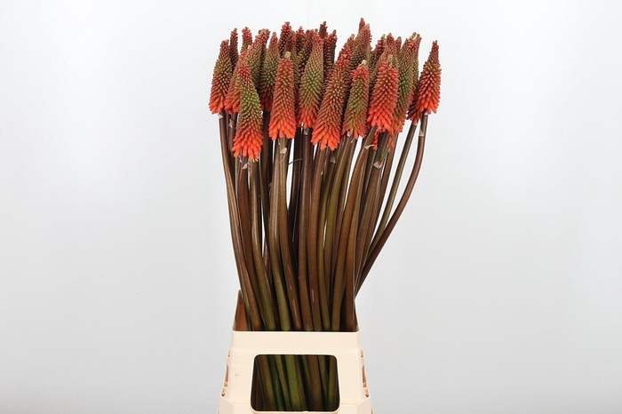 <h4>Kniphofia Alcazar</h4>