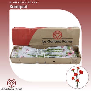 Dianthus tr Kumquat