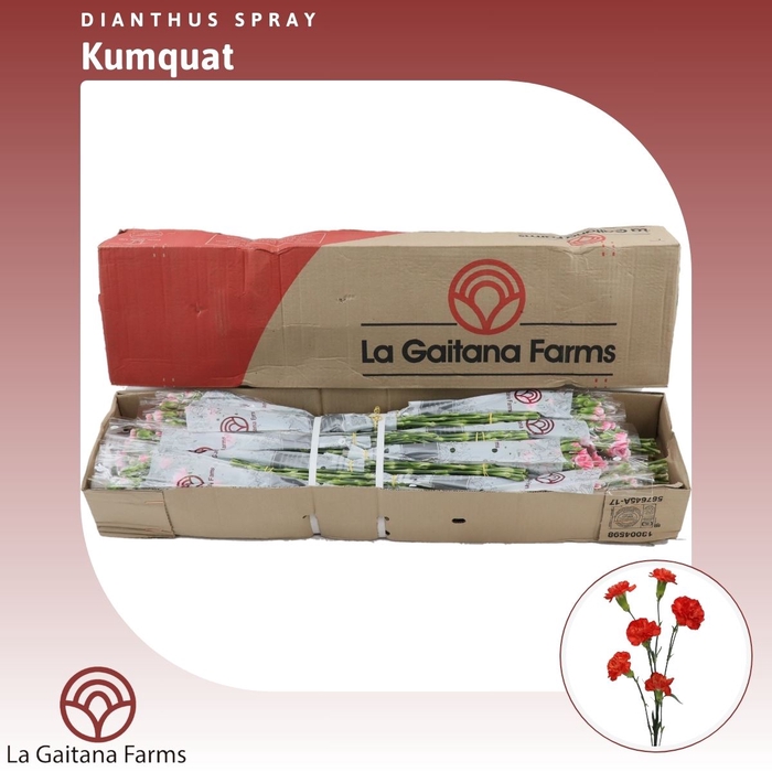 <h4>Dianthus tr Kumquat</h4>