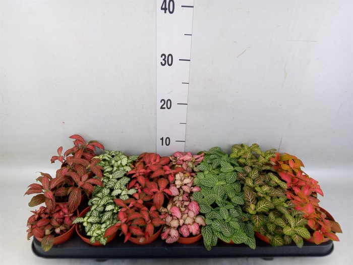 <h4>Fittonia   ...mix 7</h4>