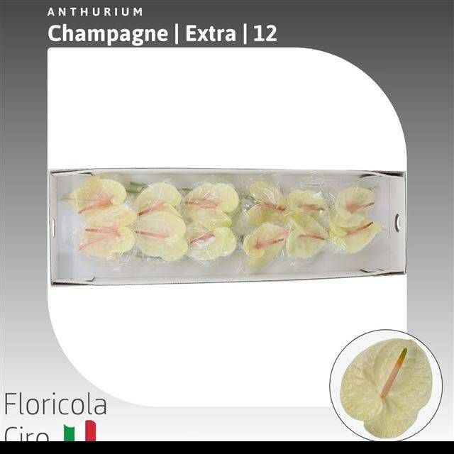 <h4>ANTH A CHAMPAGNE</h4>