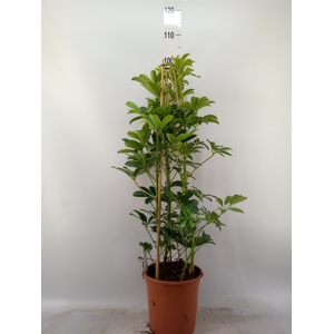 Schefflera arbor. 'Compacta'