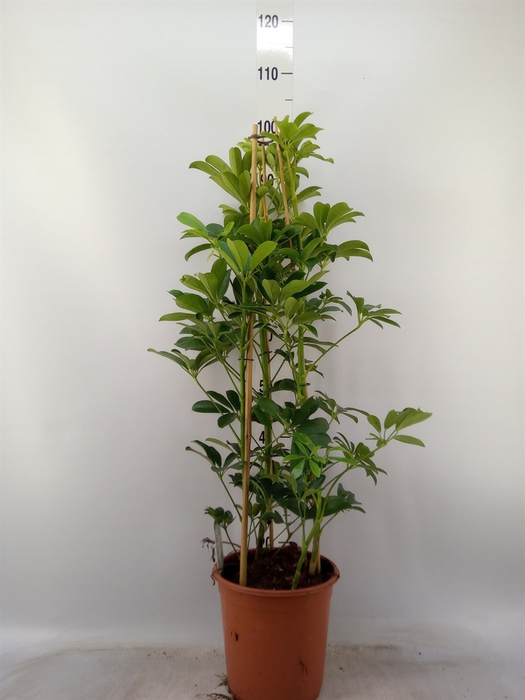 <h4>Schefflera arbor. 'Compacta'</h4>