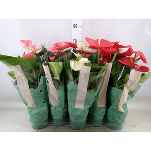 Anthurium   ...mix
