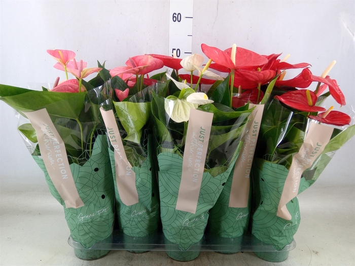 <h4>Anthurium   ...mix</h4>